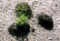 SEED BOMBS SPROUTING